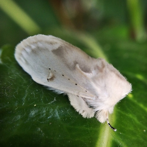 Fig tree moth