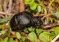 Meloe rugosus