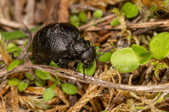 Meloe rugosus