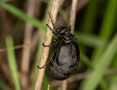 Meloe rugosus