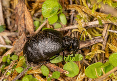 Meloe rugosus
