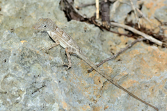 Anolis longitibialis