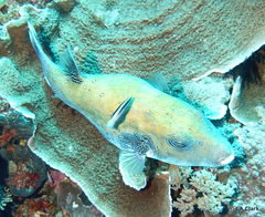 Arothron caeruleopunctatus