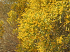 Ericameria paniculata