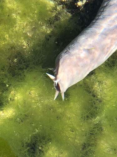 Blind eel (Eptatretus cirrhatus) — Myxinidae — 5