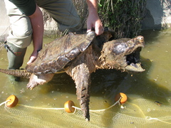 Macrochelys temminckii
