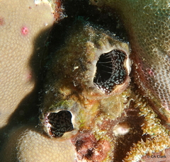 Polycarpa pigmentata