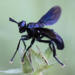 Penthosia satanica
