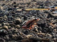 Epipedobates tricolor