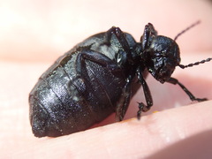Meloe rugosus