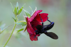 Penthosia satanica
