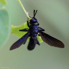 Penthosia satanica