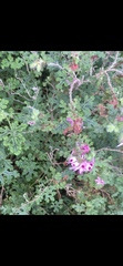 Pelargonium quercifolium