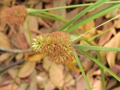 Cyperoideae