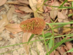 Cyperoideae
