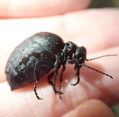 Meloe rugosus