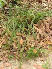 Cyperoideae