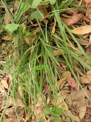 Cyperoideae