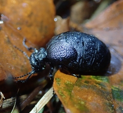 Meloe rugosus
