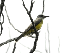 Tyrannus melancholicus