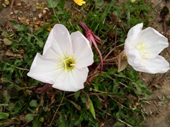 Oenothera acaulis
