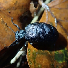 Meloe rugosus