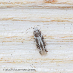 Parachronistis albiceps
