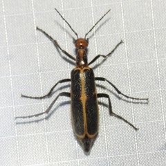 Pyrota obliquefascia