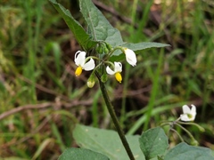 Solanum nigrum nigrum