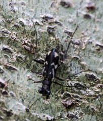 Distipsidera undulata