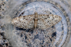 Eupithecia dodoneata