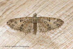 Eupithecia dodoneata