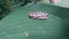 Dendropsophus reticulatus