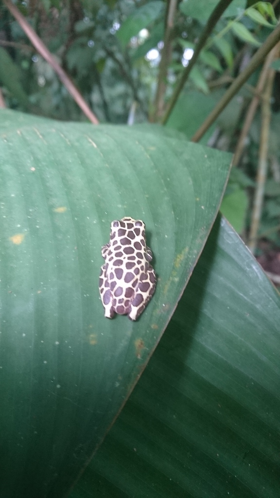 Reticulate Treefrog