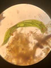 Lepocinclis helicoideus