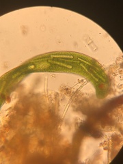 Lepocinclis helicoideus