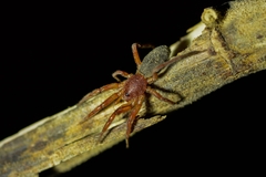 Caponiidae