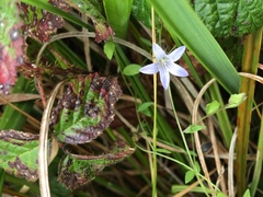 Campanula californica