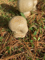 Amanita chrysoblema