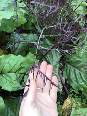 Brassica rapa nipposinica
