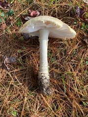 Amanita chrysoblema