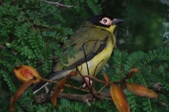 Sphecotheres vieilloti ashbyi