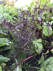 Brassica rapa nipposinica