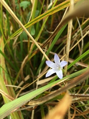 Campanula californica