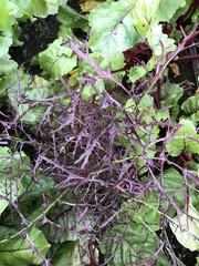 Brassica rapa nipposinica