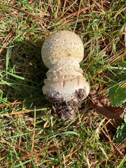 Amanita chrysoblema