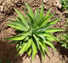 Agave desmettiana