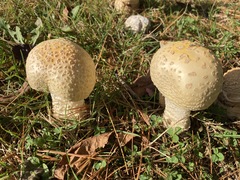 Amanita chrysoblema