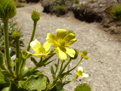 Ranunculus insignis