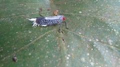Lystra lanata
